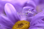The seed of a dandelion with water drop on purple flower. Beauti vászonkép, poszter vagy falikép