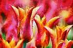 Színes tulipánok vászonkép, poszter vagy falikép