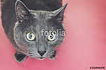 Macska figyel a kamerába vászonkép, poszter vagy falikép