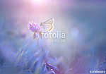 Gentle exquisite butterfly on a clover flower in spring in the s vászonkép, poszter vagy falikép