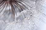 Abstract photo of a dandelion with water drops. Selective focus vászonkép, poszter vagy falikép