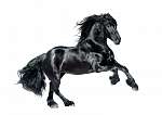 fekete friesian ló elszigetelt fehér háttérrel vászonkép, poszter vagy falikép