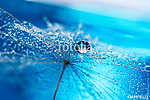 Beautiful dew drops on a dandelion seed macro. Beautiful soft li vászonkép, poszter vagy falikép