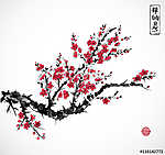 Keleti vörös sakura cseresznyefa virágban fehér alapon. vászonkép, poszter vagy falikép
