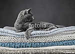 Orosz kék macska textileken (id: 13249) bögre