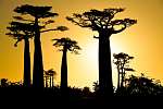 Majomkenyérfa árnyékok, Szenegál (id: 21149) falikép keretezve