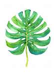 Tropical leaf illustration vászonkép, poszter vagy falikép