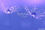 Dandelion seeds with water drops and beautiful shades vászonkép, poszter vagy falikép