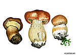 Wild mushrooms. Hand drawn watercolor painting isolated over whi vászonkép, poszter vagy falikép