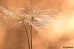 Dandelion seeds closeup in Golden. Beautiful macro of a dandelio vászonkép, poszter vagy falikép