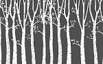 Nyírfa erdő grafika sötét háttéren vászonkép, poszter vagy falikép