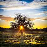 Magányos fa, napkeltében (id: 3559) bögre