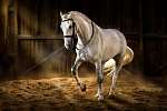 A fehér ló sáfrányos sétapénzes öltözködést készít só porával vászonkép, poszter vagy falikép