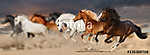 A lóállomány a sivatagi porban galopp vándorol a naplemente viha vászonkép, poszter vagy falikép