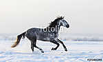 Szürke andalúz lovak, akik friss hóban kószálnak a réten (id: 9866) bögre