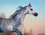 Szürke, fajtiszta arab ló az esti égbolton (id: 9869) poszter