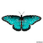 butterfly symmetric top view of turquoise with spots , sketch ve vászonkép, poszter vagy falikép