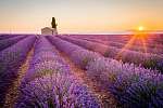 Valensole, Provence, Franciaország. Lavender mező tele lila flow vászonkép, poszter vagy falikép