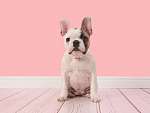 aranyos fehér és barna francia bulldog kiskutya ül egy rózsaszín vászonkép, poszter vagy falikép