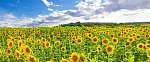 Field with sunflowers - Swabian alb közelében vászonkép, poszter vagy falikép