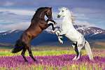 Barna és fehér ló a virágos mezőn, hegyekkel a háttérben vászonkép, poszter vagy falikép