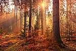 Fák között átszűrődő napsugár az őszi erdőben vászonkép, poszter vagy falikép