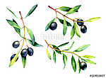 Set of hand drawn watercolor olive branches. vászonkép, poszter vagy falikép