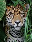 Jaguar in Amazon Forest vászonkép, poszter vagy falikép