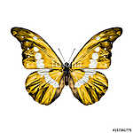 yellow butterfly with white spots on the wings of the symmetric vászonkép, poszter vagy falikép