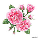 Floral composition of pink english roses, buds and leaves isolat vászonkép, poszter vagy falikép
