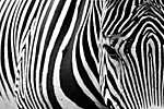Zebra vászonkép, poszter vagy falikép