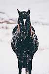 Ló a hóesésben (id: 16779) többrészes vászonkép