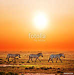 Zebra állomány afrikai naplementében vászonkép, poszter vagy falikép