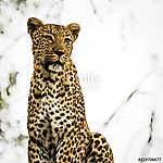 Portrait of Leopard in a Tree, in South Africa vászonkép, poszter vagy falikép