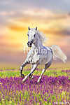 Fehér ló vágtat virágos réten naplementében vászonkép, poszter vagy falikép