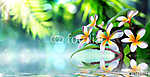 zen kert frangipannal és gőz vízzel vászonkép, poszter vagy falikép
