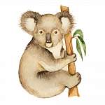 Koala vászonkép, poszter vagy falikép