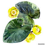 Isolated watercolor yellow water lilies and leaves. vászonkép, poszter vagy falikép