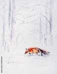 Vörös róka a havas erdőben vászonkép, poszter vagy falikép