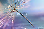 A drop of water. A beautiful macro dandelion with a drop of wate vászonkép, poszter vagy falikép