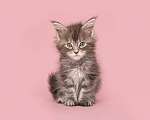 Aranyos fülbevaló baba cica macska ül egy rózsaszín háttér vászonkép, poszter vagy falikép