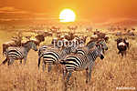 Zebra a naplementében a Serengeti Nemzeti Parkban. Afrika. Tanzá vászonkép, poszter vagy falikép