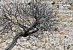 Pihenő fa a kőfal előtt (festményhatású kép) (id: 3588) bögre
