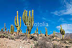 Hegyvidéki táj kaktuszokkal vászonkép, poszter vagy falikép