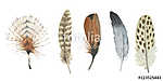 Watercolor bird feather from wing isolated. Aquarelle feather fo vászonkép, poszter vagy falikép