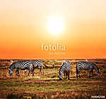 Zebra állomány az afrikai szavanna közelében naplementekor. Safa vászonkép, poszter vagy falikép