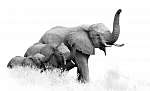 Afrikai elefántok fekete-fehér vászonkép, poszter vagy falikép