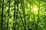 Bambusz erdő. vászonkép, poszter vagy falikép