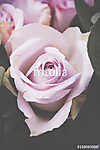 Fresh pink roses macro shot, summer flowers, vintage style (id: 13996) falikép keretezve