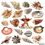 Seashell gyűjtemény elszigetelt fehér háttér vászonkép, poszter vagy falikép